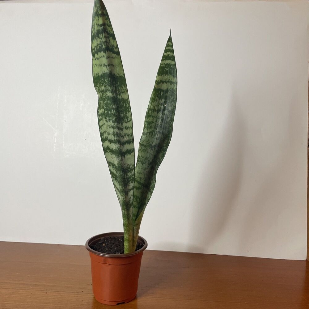 Snake Plant Sansevieria trifasciata Green and white Live Plant rooted 12”
